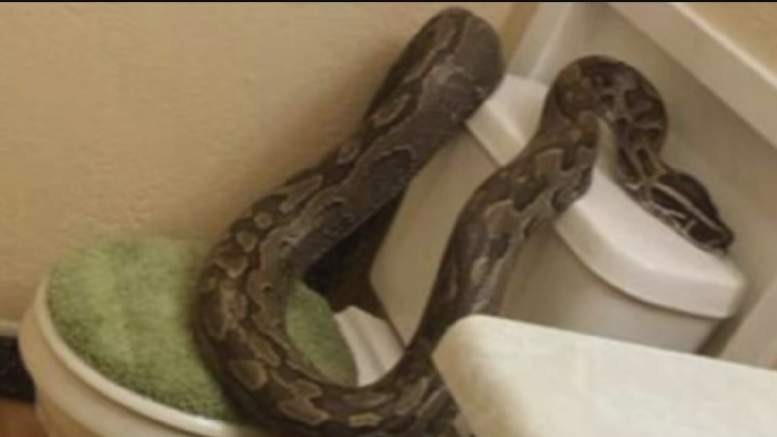 College Station woman recounts finding 12 foot python in bathtub ...