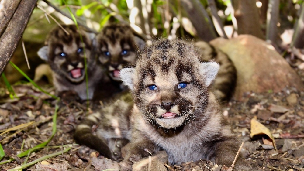 3 mountain lion kittens born in Santa Monica Mountains