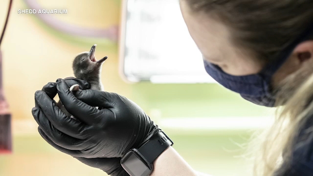 Shedd shows off new babies ahead of reopening