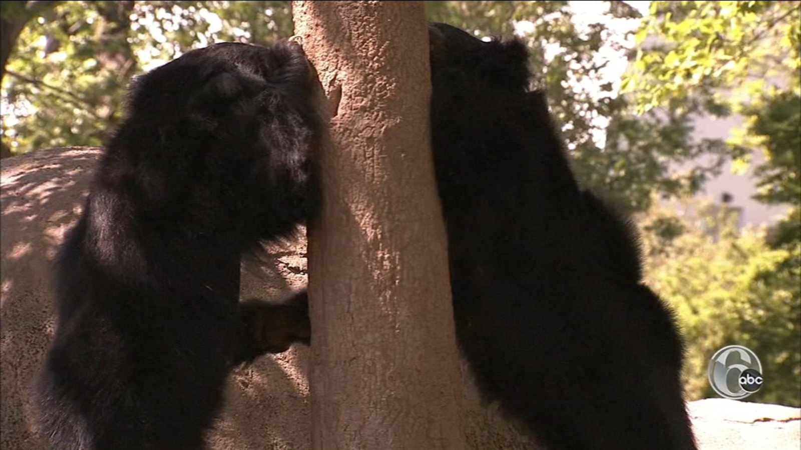 Philadelphia Zoo has a couple of papa sloth bears who have turned into