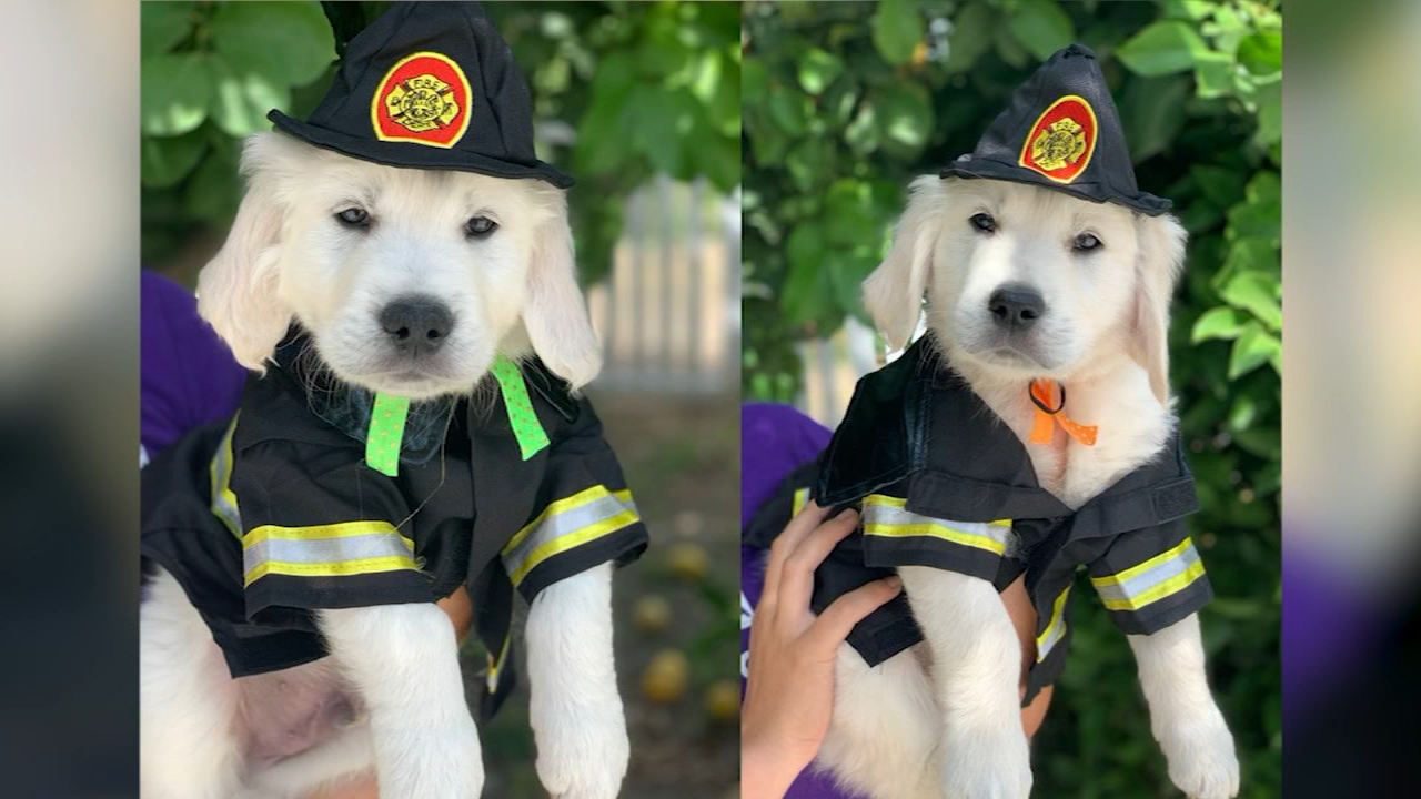 Hanford Fire Department gets 2 adorable new recruits
