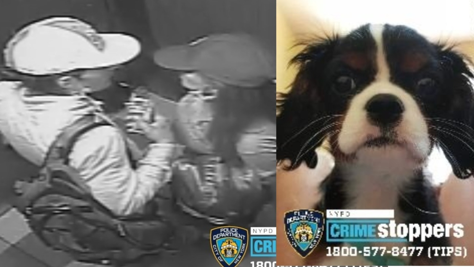 Search for man and woman accused of taking King Charles Spaniel from