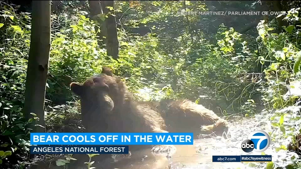 Video: Bear cools off in water amid hot temps