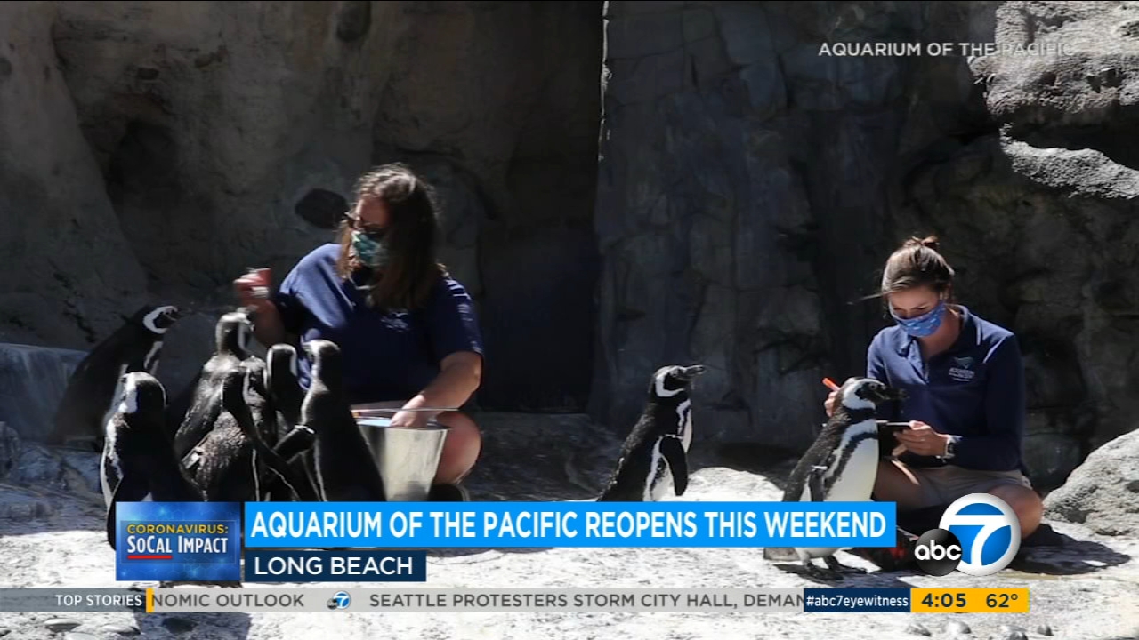 Aquarium of the Pacific in Long Beach reopens this weekend