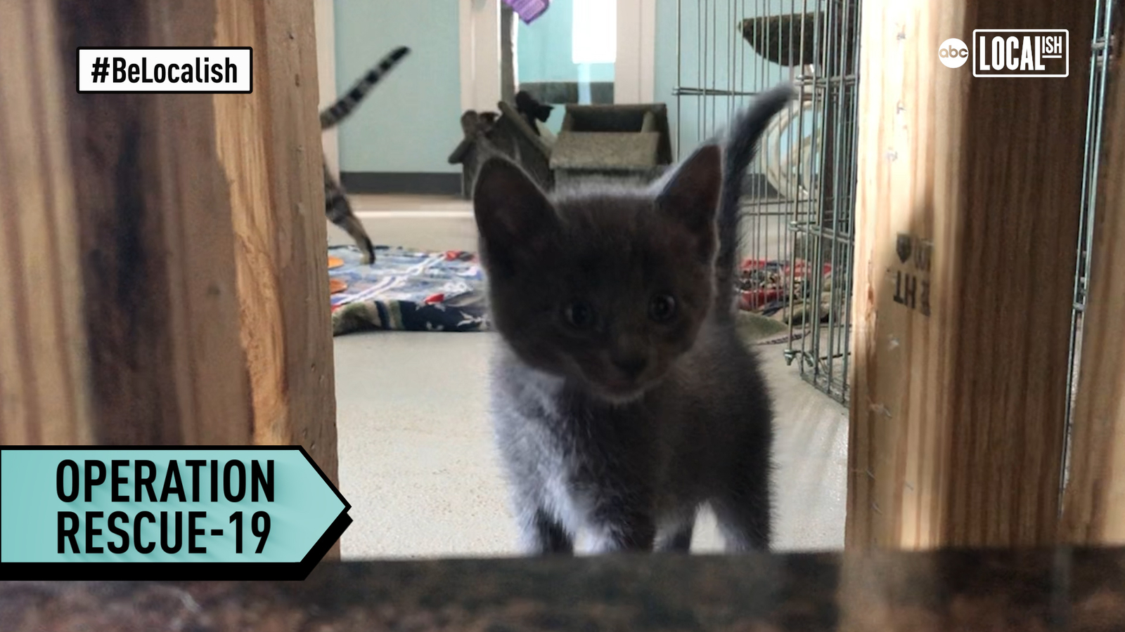 Operation RESCUE19 Animal shelter, resort join forces during COVID19