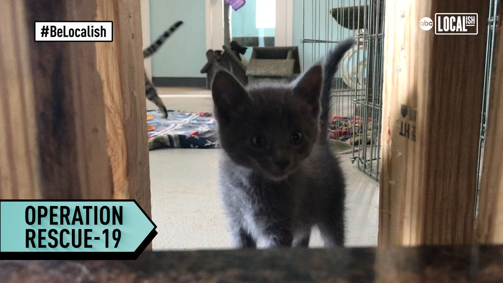 Animal shelter, resort join forces during COVID-19