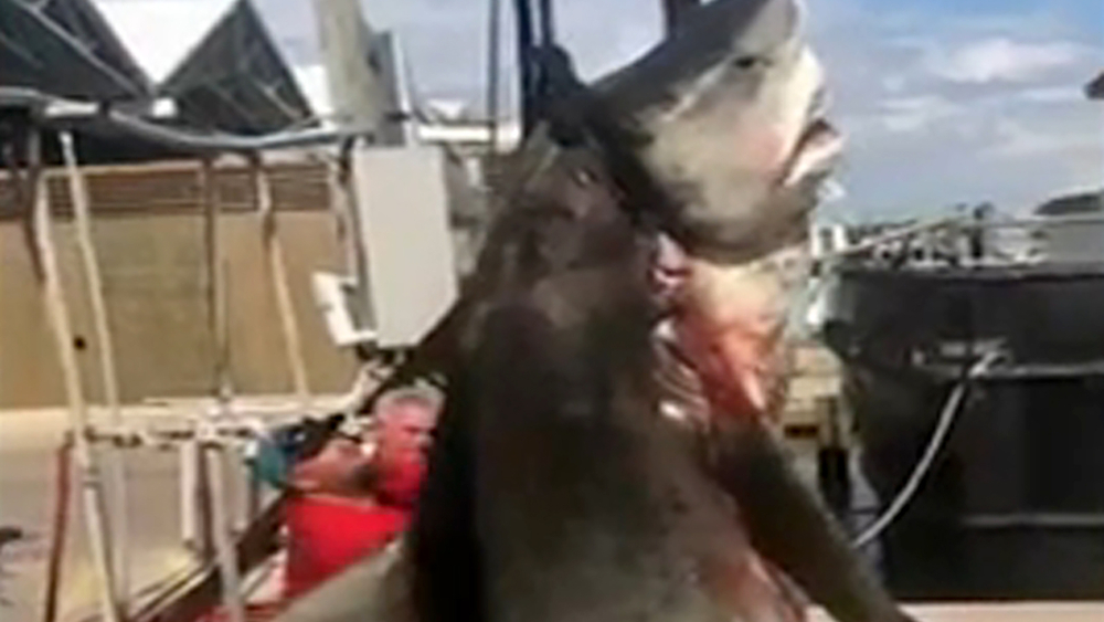 13-year-old catches massive 900 lb. shark in Port Aransas