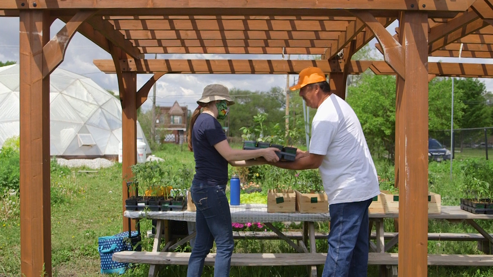 Urban farm feeds vulnerable residents during COVID-19