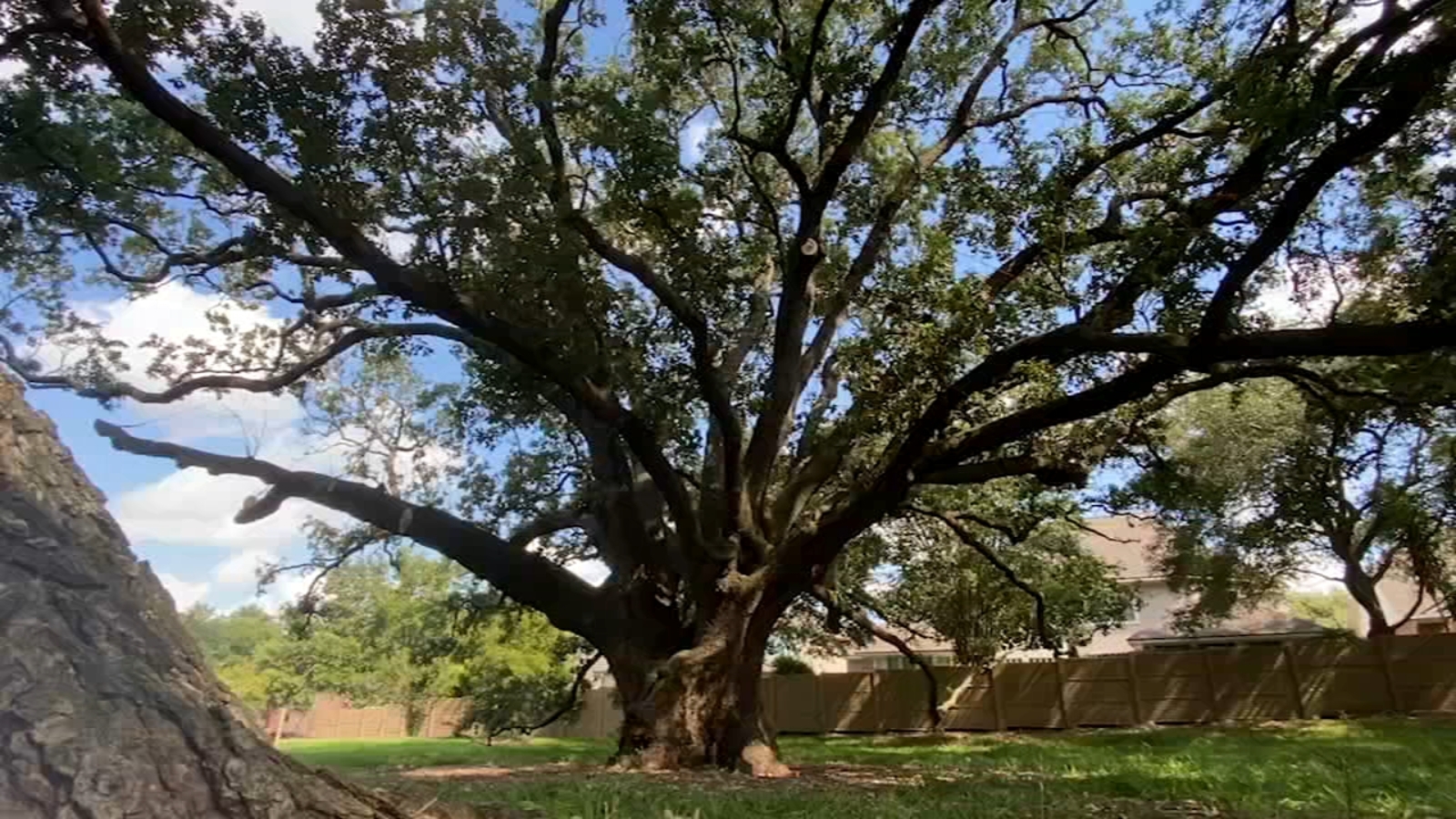 Celebrating the Freedom Tree is one of Missouri City's