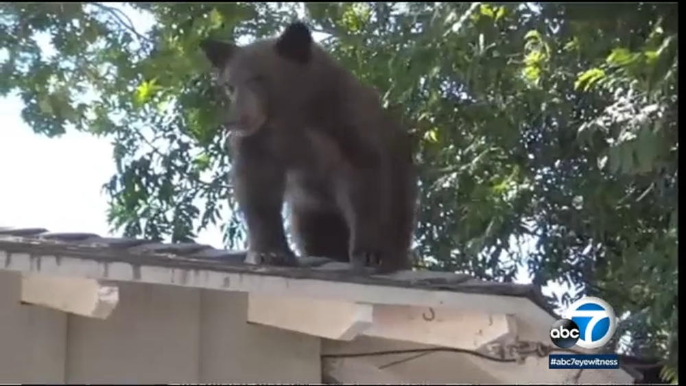 Bear attacks 19-year-old SoCal woman taking nap in backyard