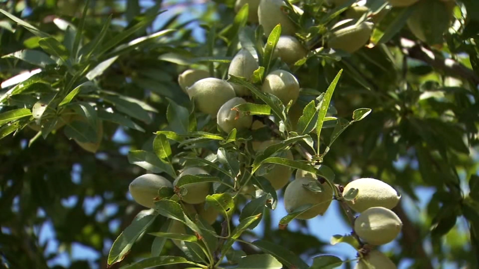 Valley almond production may hit 3 billionpound milestone this year