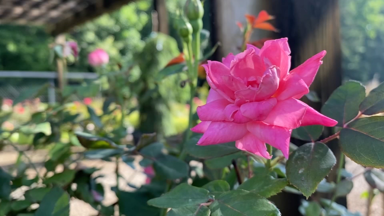 Durham County nursery seeing surge in first-time gardeners
