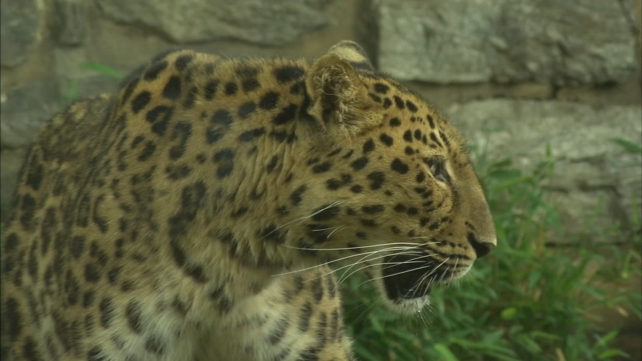 Philadelphia Zoo adds new leopard as part of species survival plan