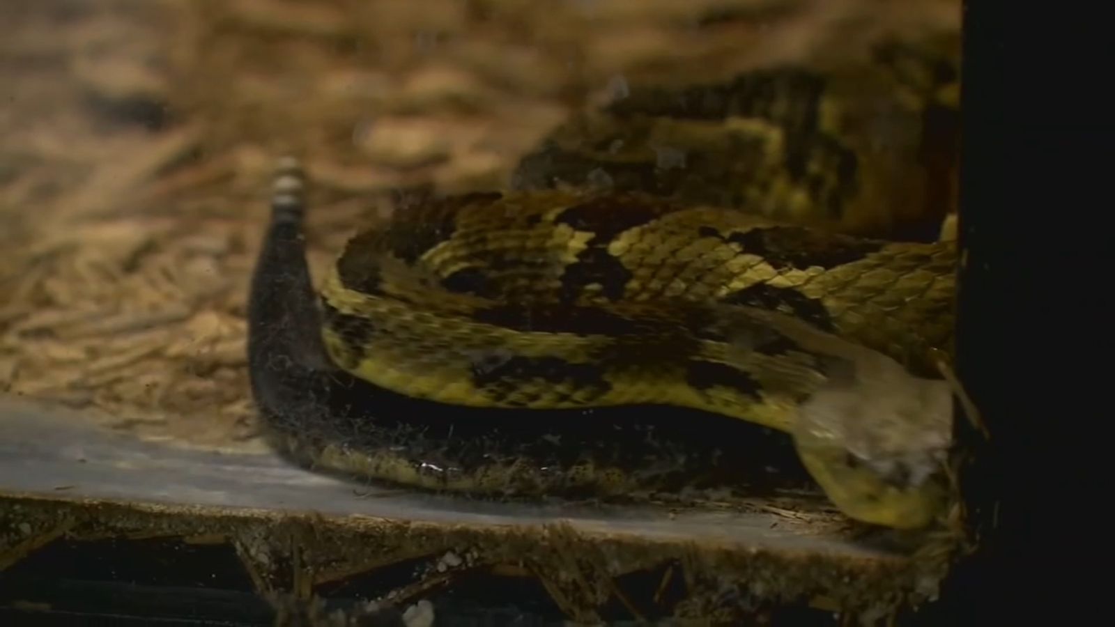 abc11.com