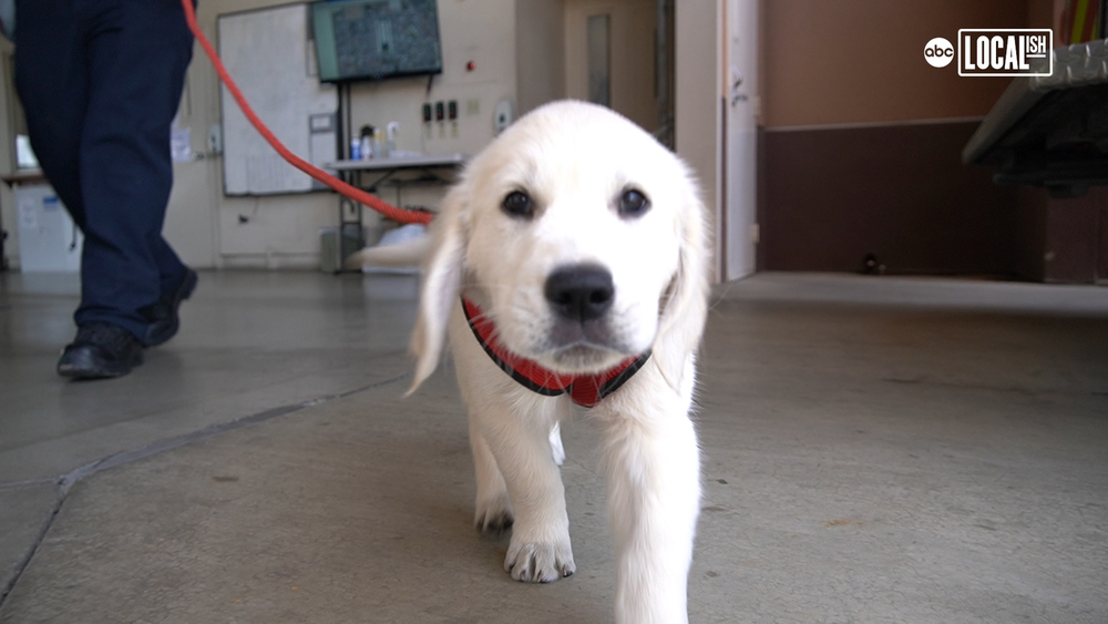 Puppies help firefighters cope with stress