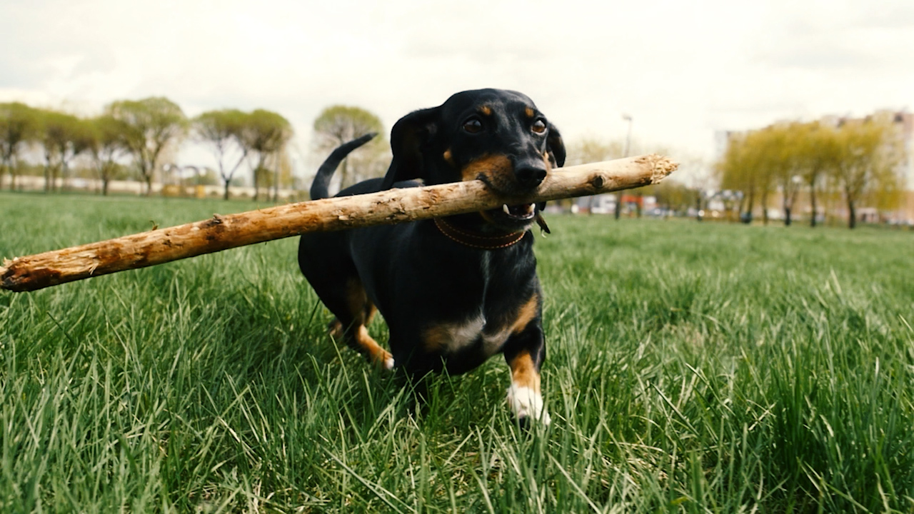 top selling dog breeds