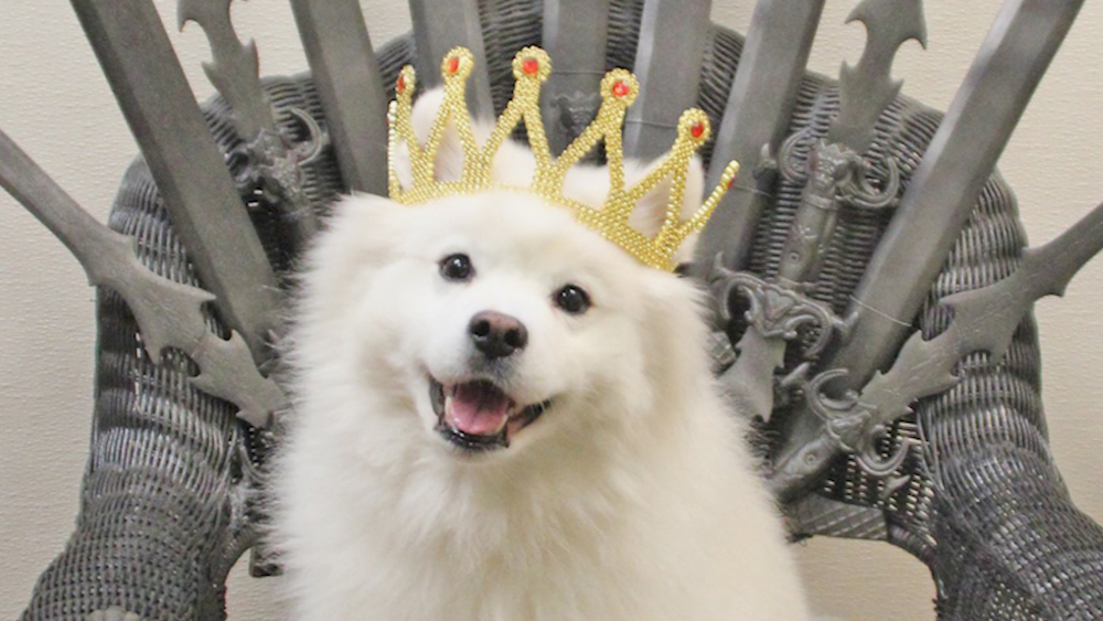 Luxury pet resort gives dogs and cats the royal treatment