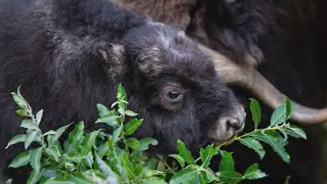 Baby muskox named after 'Jeopardy!' host Alex Trebek
