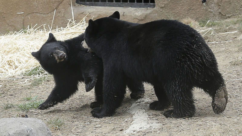 sf-zoo-allowed-to-reopen-next-week-officials-announce-abc7-san-francisco