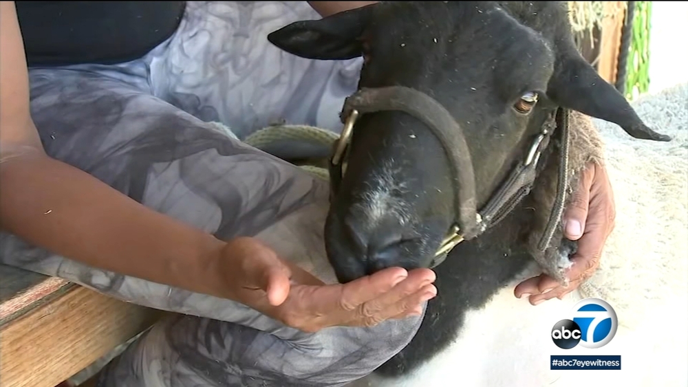 Missing sheep reunited with family at Riverside ranch