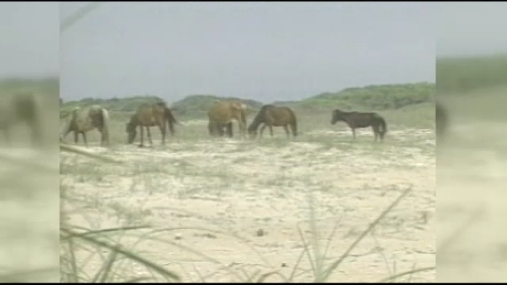 Wild horse dies at NC coast after choking on apple