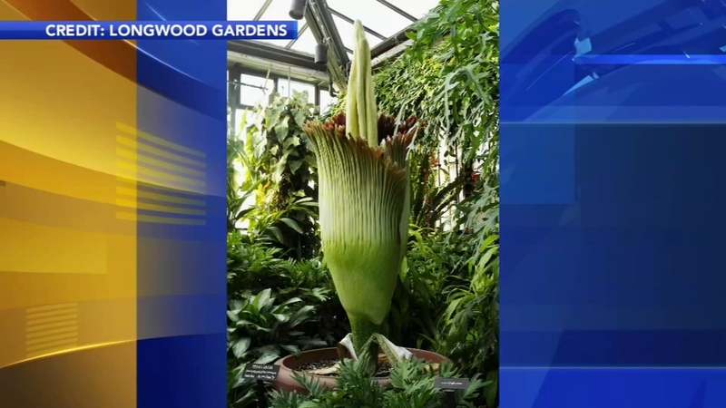 Watch Sprout Grow Corpse Flower Livestream At Longwood Gardens Southernchestercountyweeklies Com