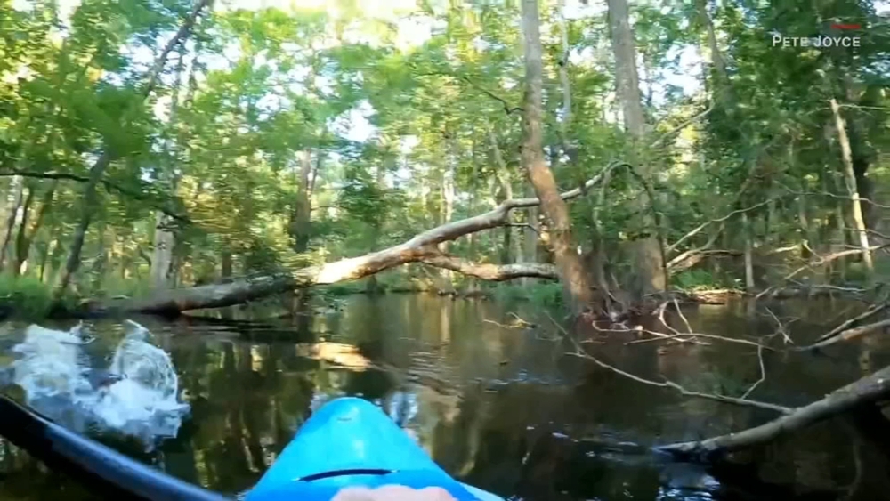 Will an Alligator Attack a Kayak: Myth vs Reality