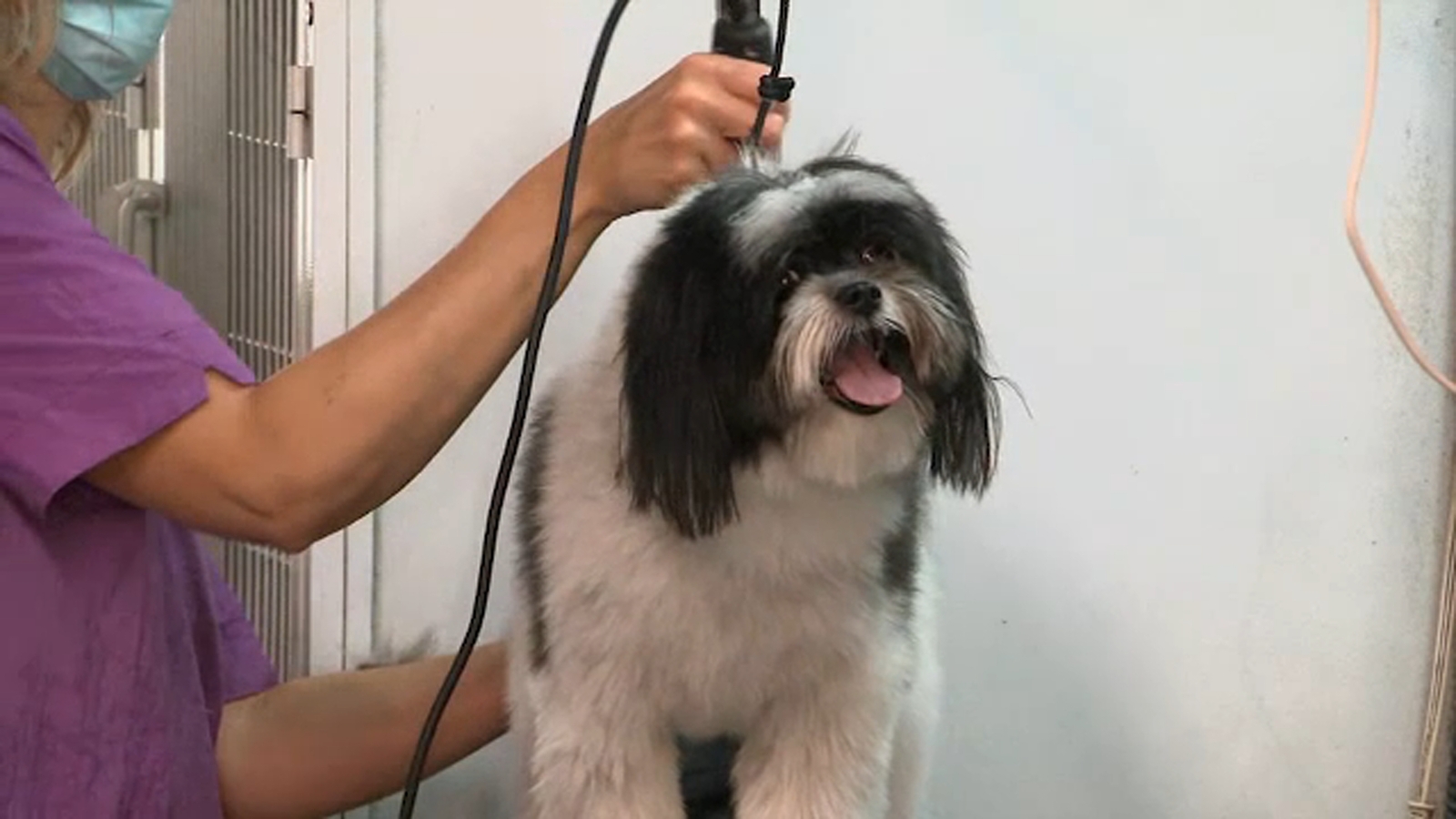 Reopen NYC After COVID shutdown, business booming for dog groomers