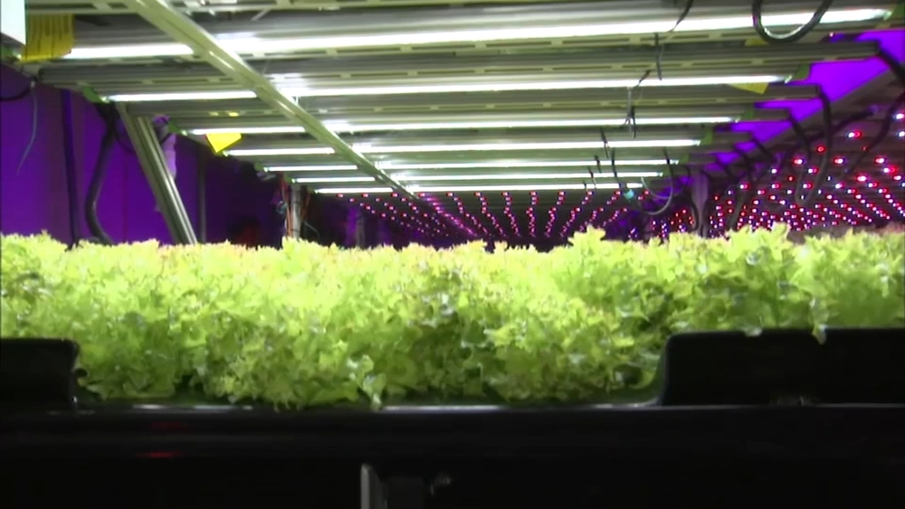 Vertical farm Wilder Fields opening Calumet City location