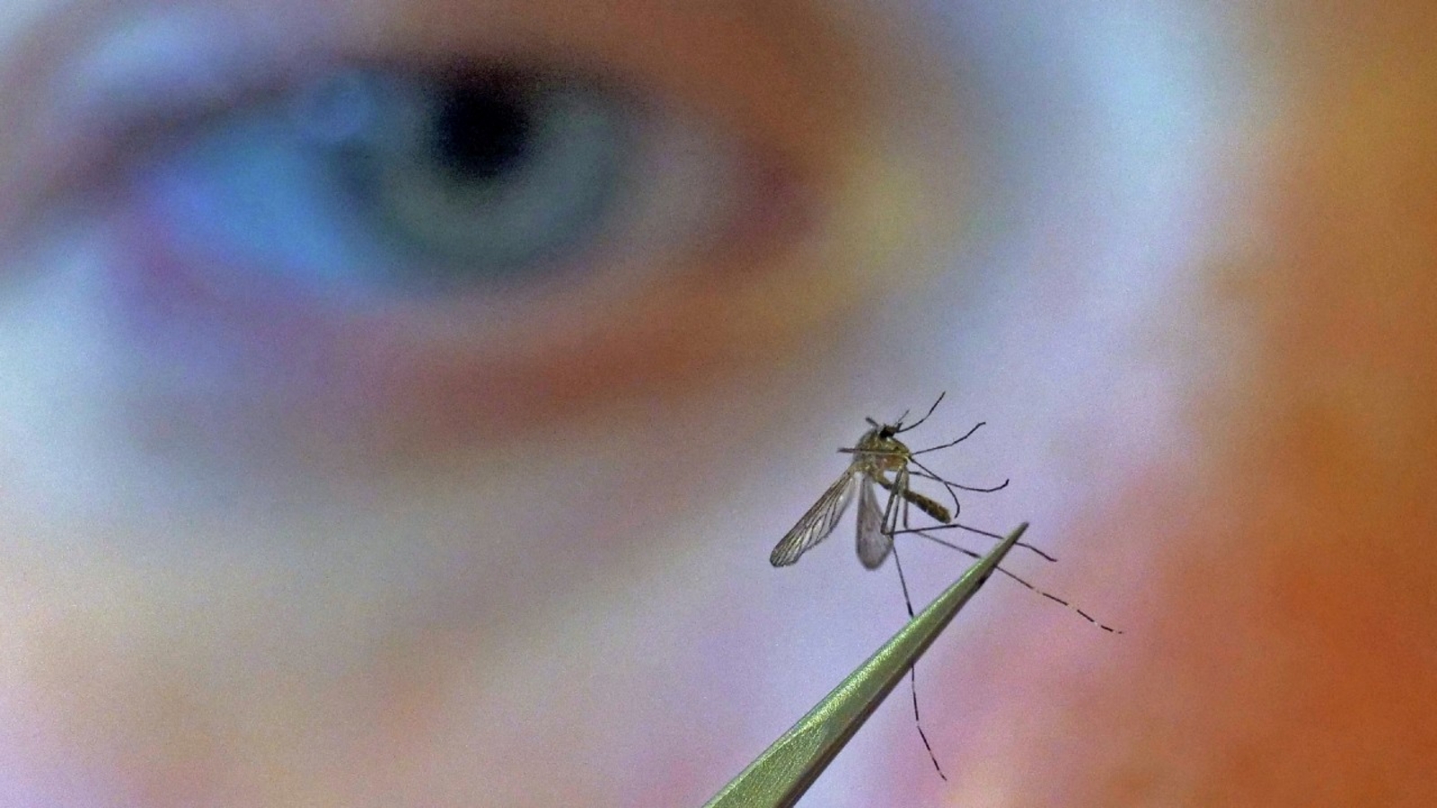 Do you know how many species of mosquitoes North Carolina has? ABC11