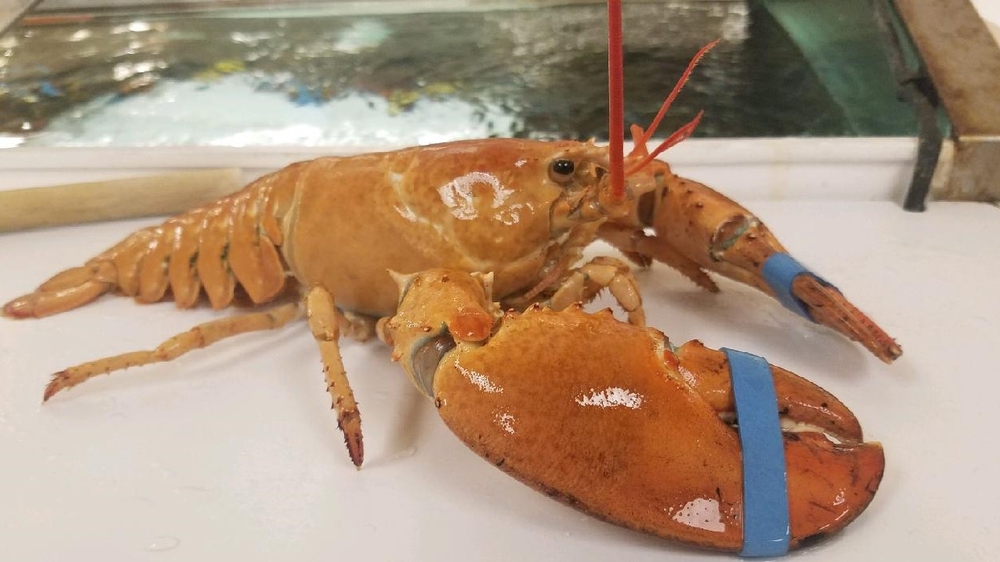Rare orange lobster at NJ Stop & Shop