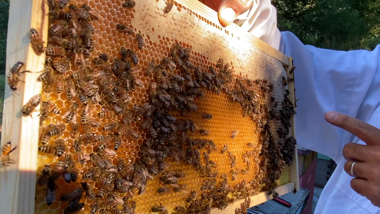Thirsty Bee Meadery Tomball beekeepers making wine out of honey