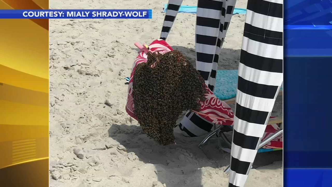 'It was just like this black cloud': Bees swarm beachgoers in Cape May, New Jersey