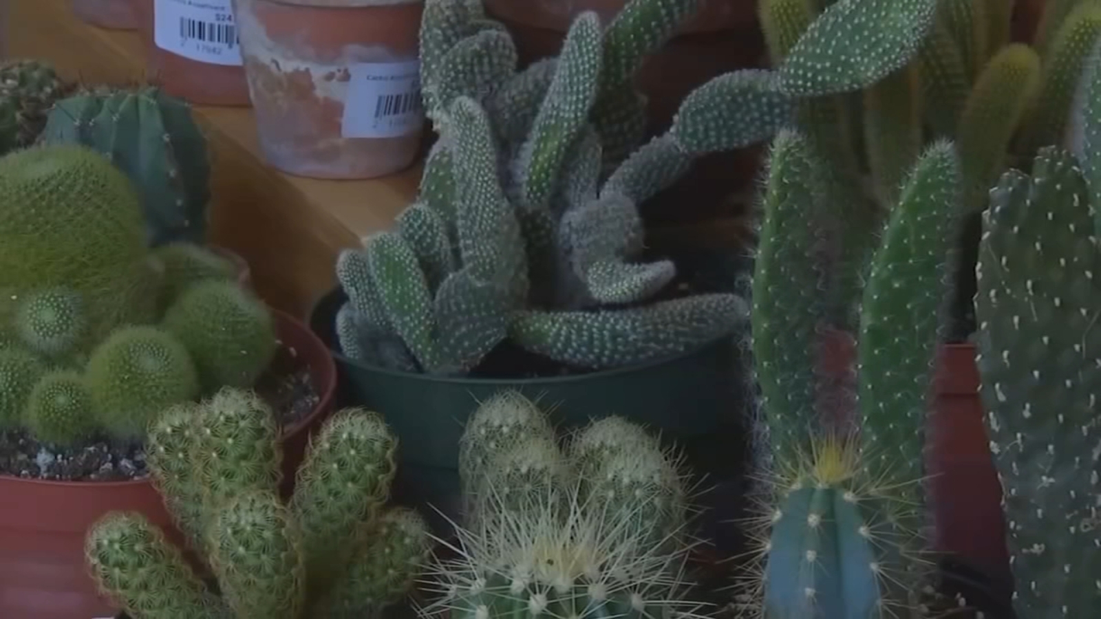 Some getting into plants during COVID19 pandemic for mental health