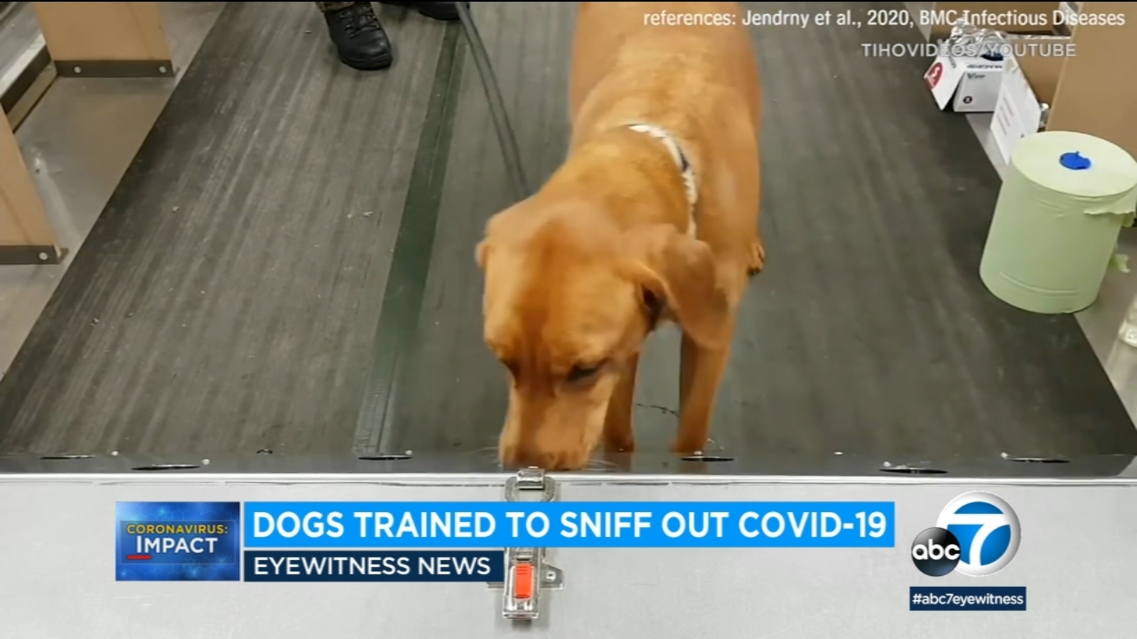 Dogs being trained to sniff out coronavirus in humans ABC7 Los Angeles