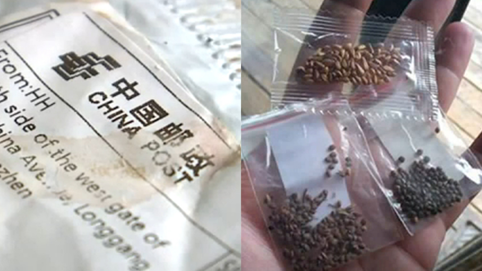 Mysterious seeds from China sent to Texas and other US states ABC13