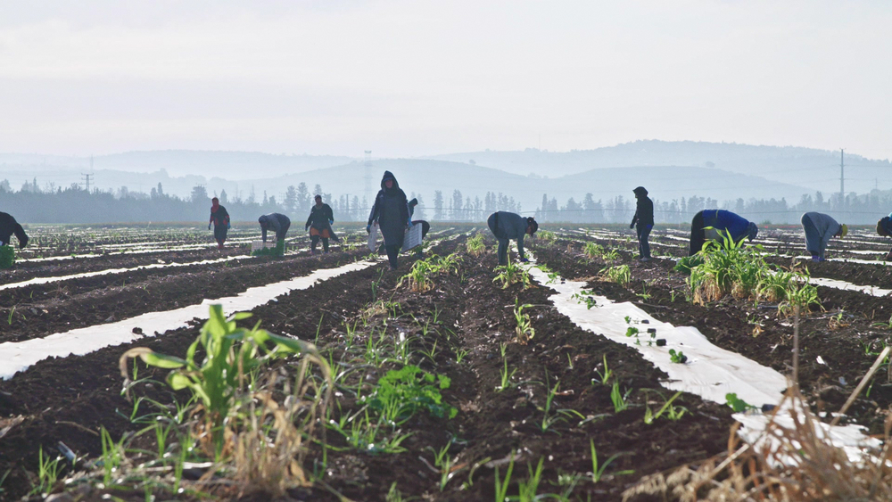 How the agriculture industry is dealing with COVID-19