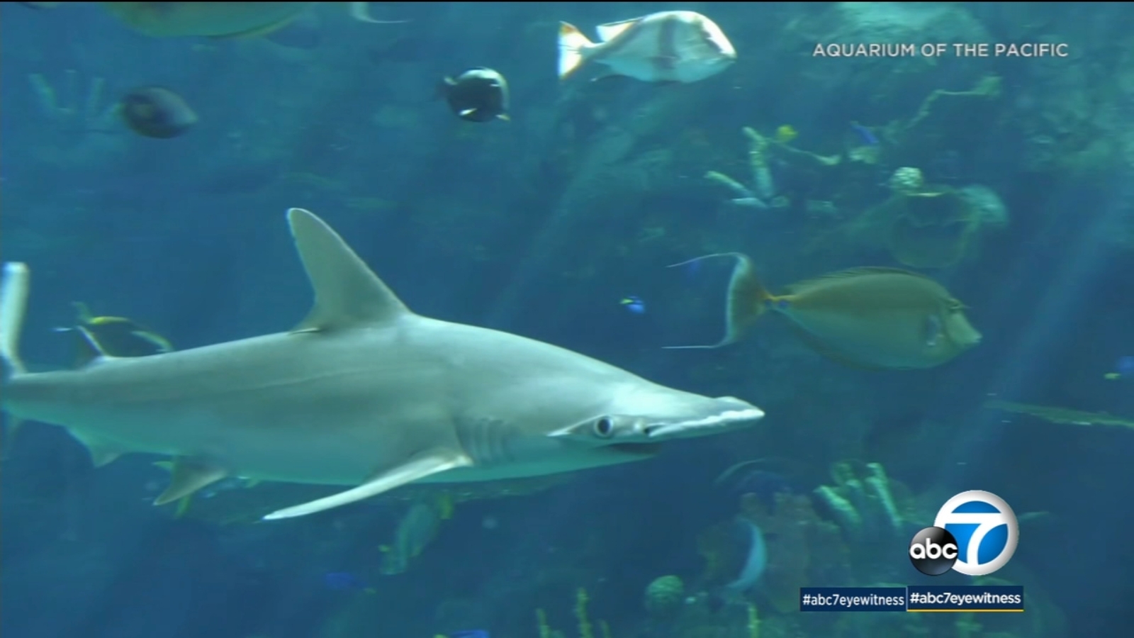 All Good News Imaginative, crafty Burbank family creates Aquarium and