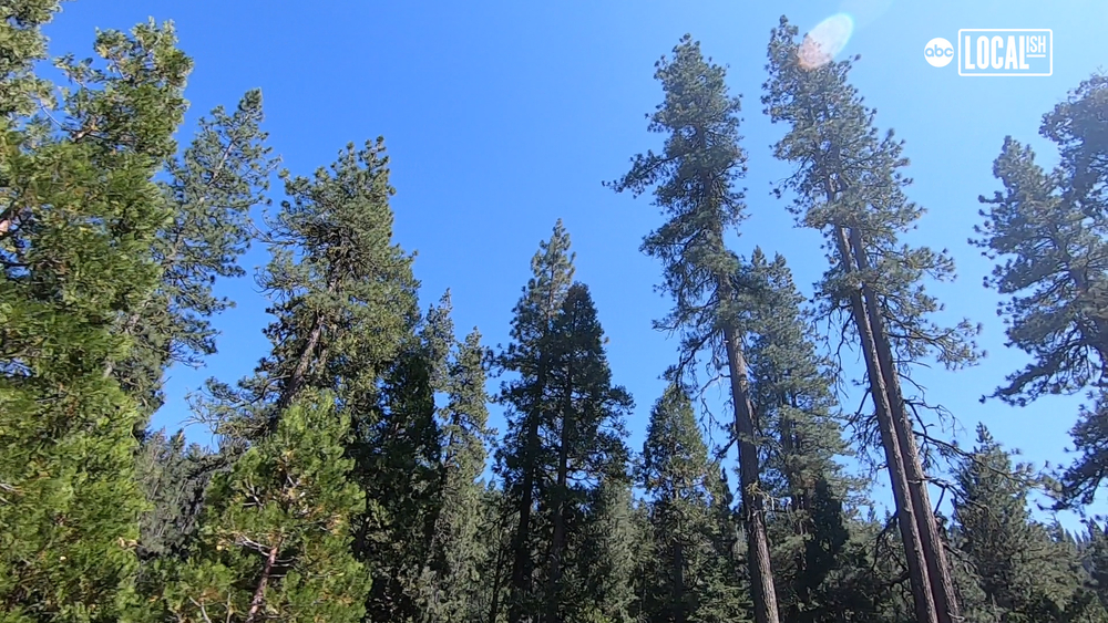 Explore the quiet trails of Kings Canyon National Park