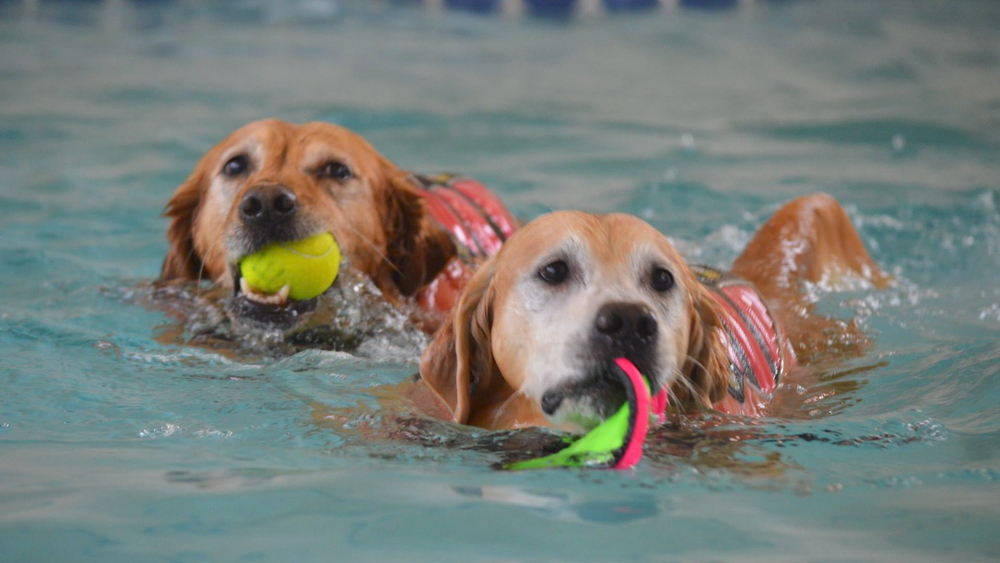 Senior dogs spend golden years at this retirement center