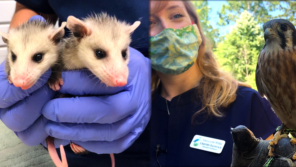 Preserving local wildlife through rehabilitation and education