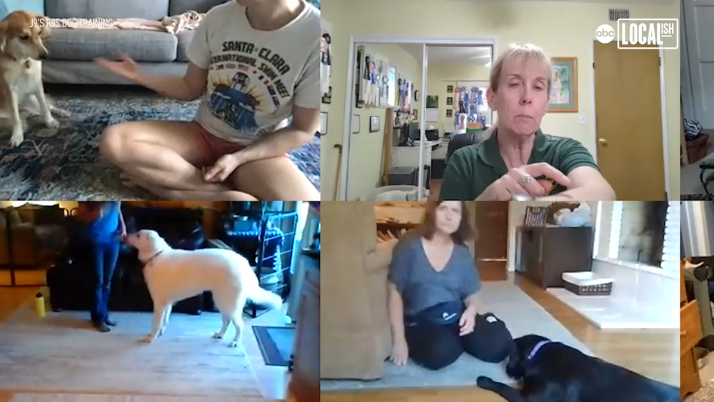 Pet training goes virtual during COVID-19