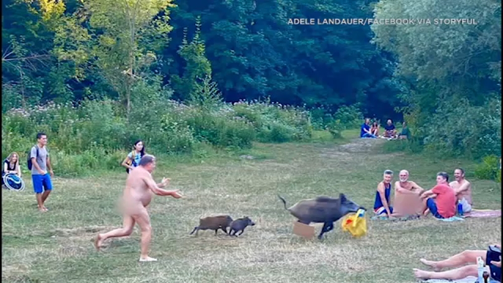 Wild boar steals naked man's bag in Germany