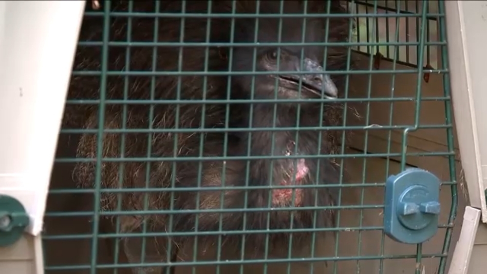 Runaway emu captured in New Jersey