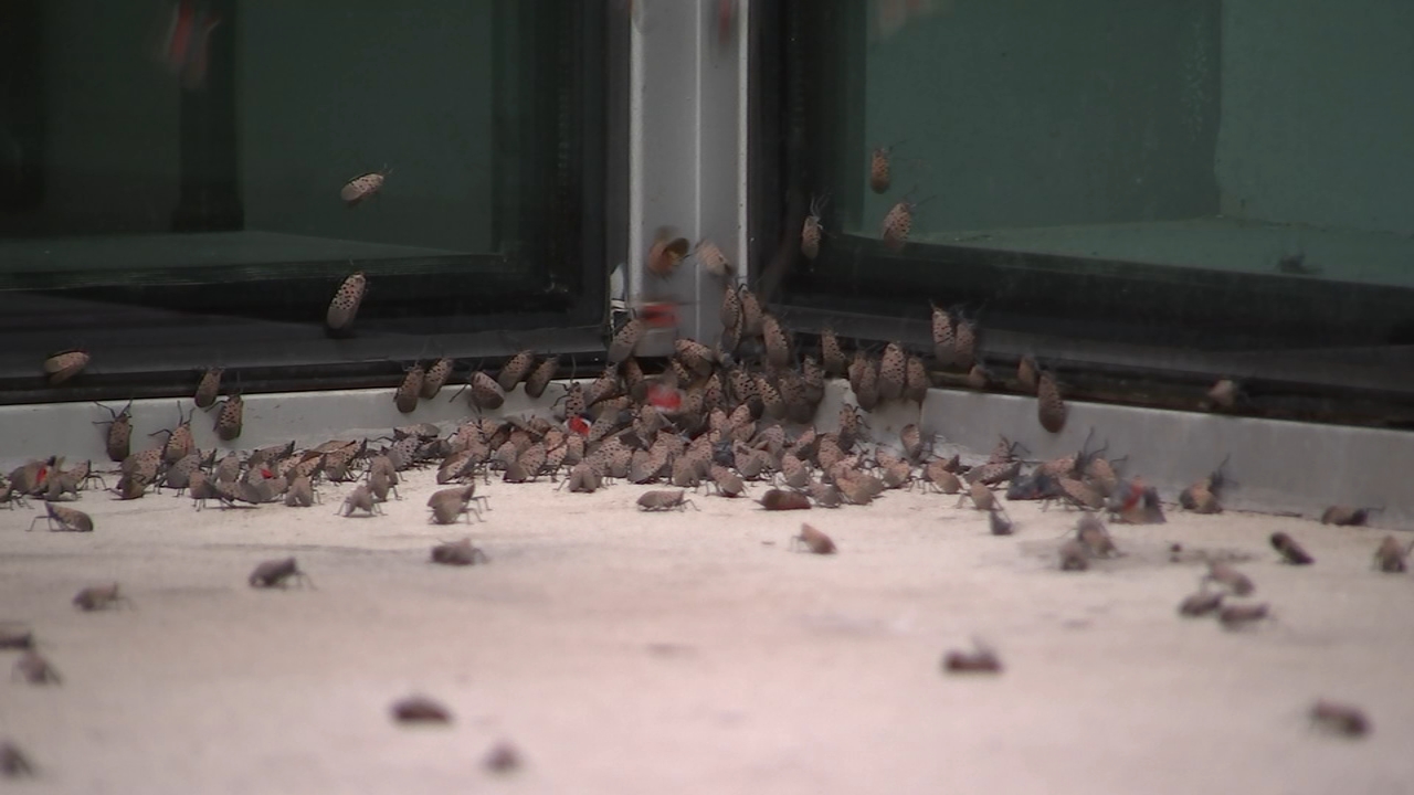 Spotted lanternflies invading Philadelphia