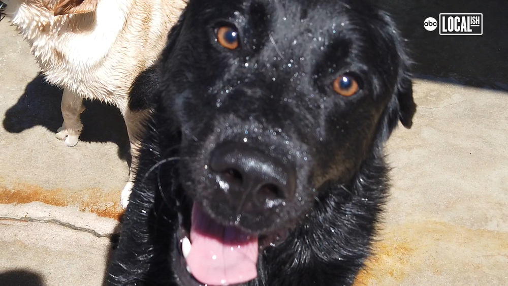 Service dogs help Veterans with PTSD