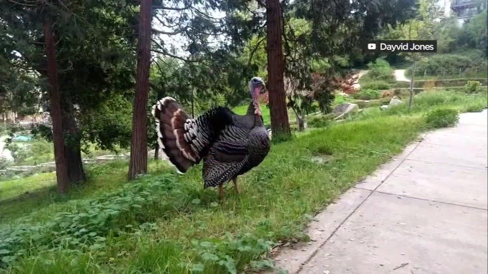 Turkey Trouble: 'Gerald' standing his ground in Oakland