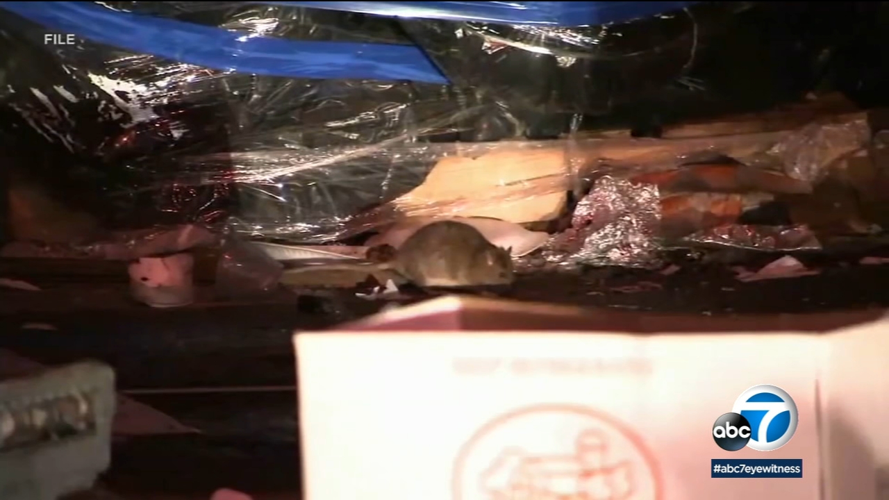 Rat invasion? SoCal pest control company sees jump in service calls