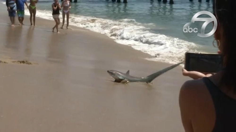 Lifeguards capture shark with their bare hands at Newport Beach