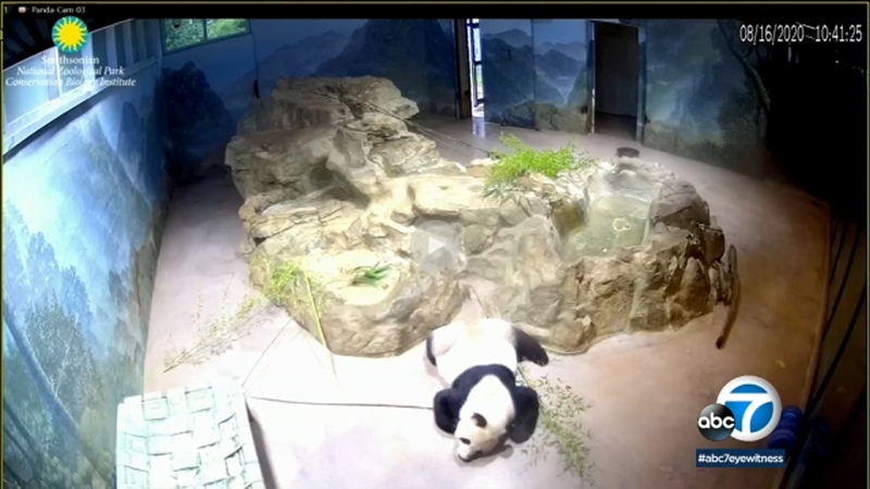 Panda At Smithsonian S National Zoo In Washington D C Could Give Birth Within Days 6abc Philadelphia
